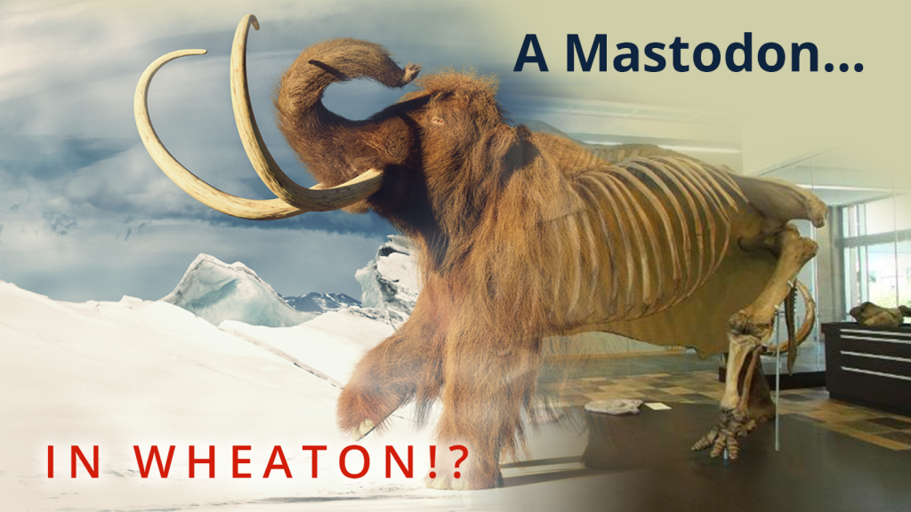 Perry Mastodon Exhibit-Wheaton College