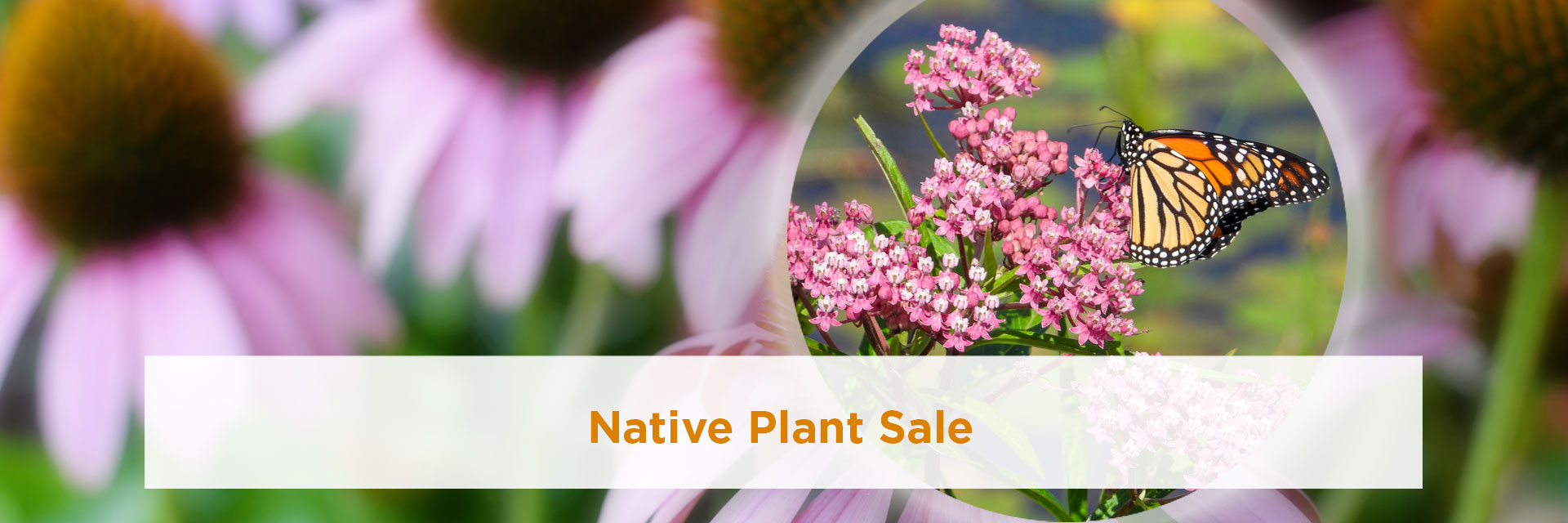 Native Plant Sale